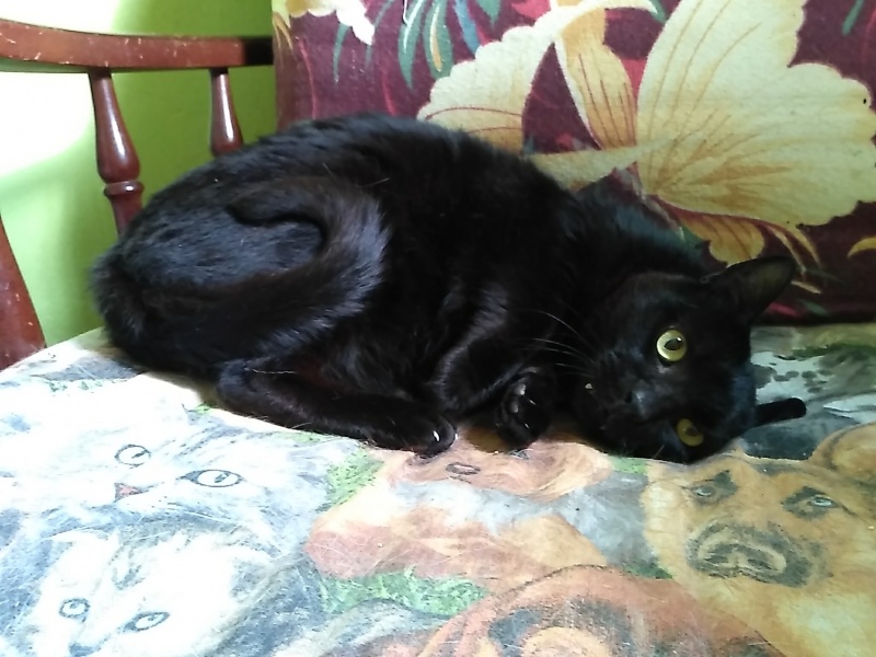 Foto Pumba