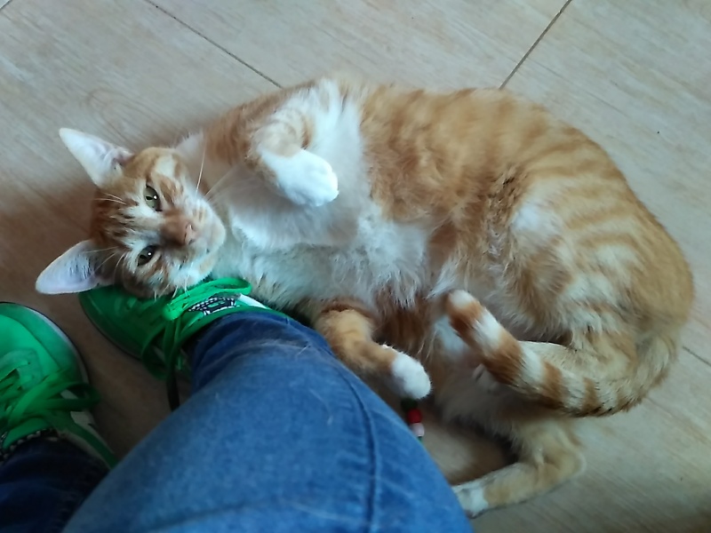 Foto Simba