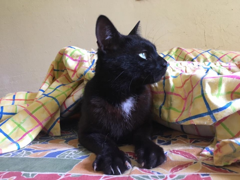 Foto Fito