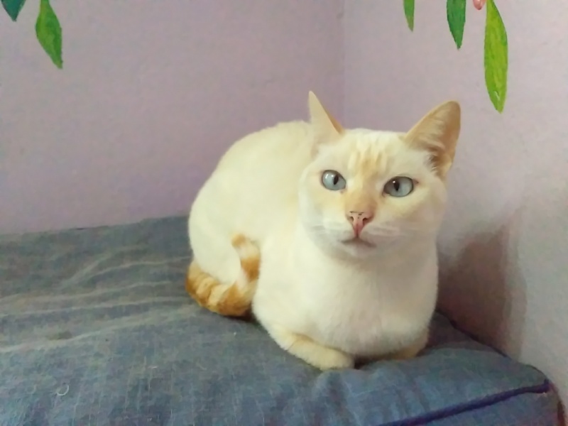 Foto Merlin