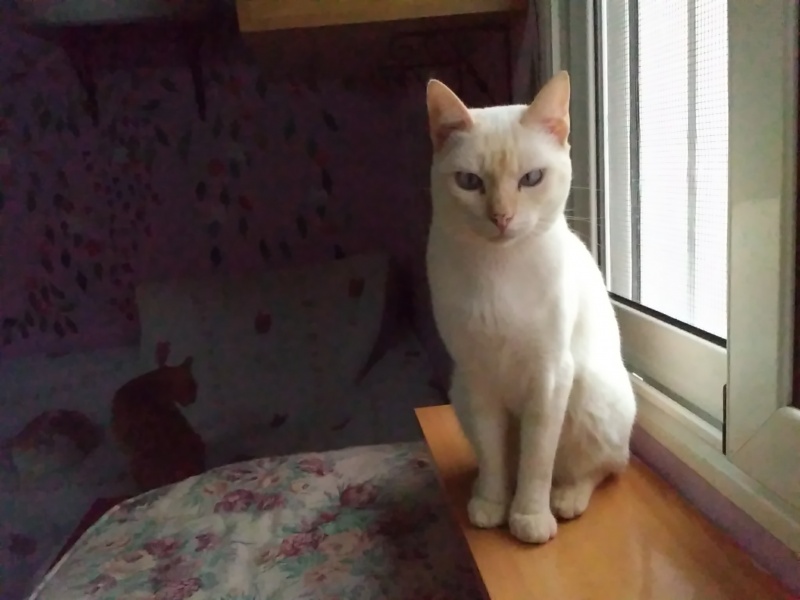 Foto Merlin