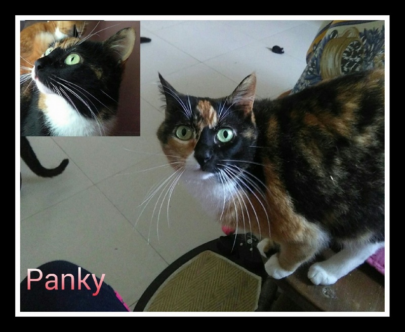 Foto Panky