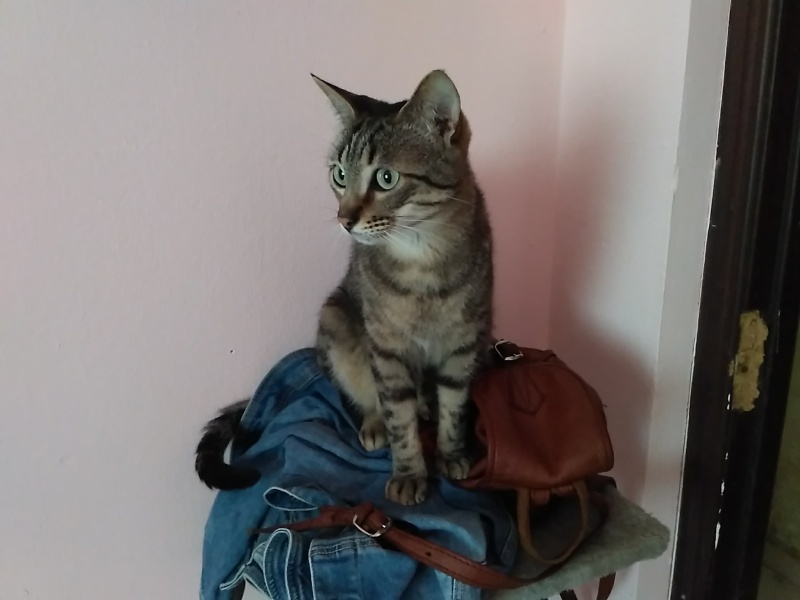 Foto TJ