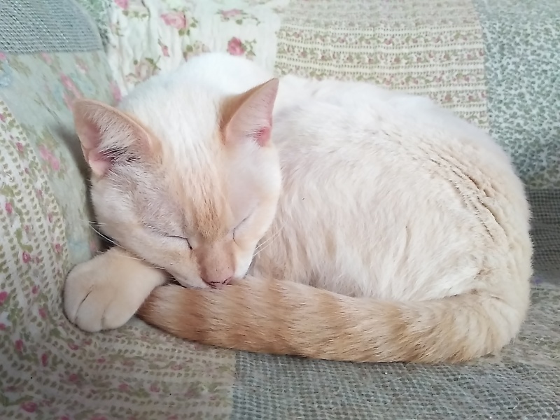 Foto Merlin