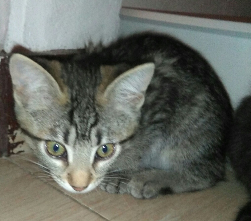 Foto Agatha