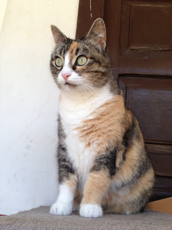 Foto Chispita