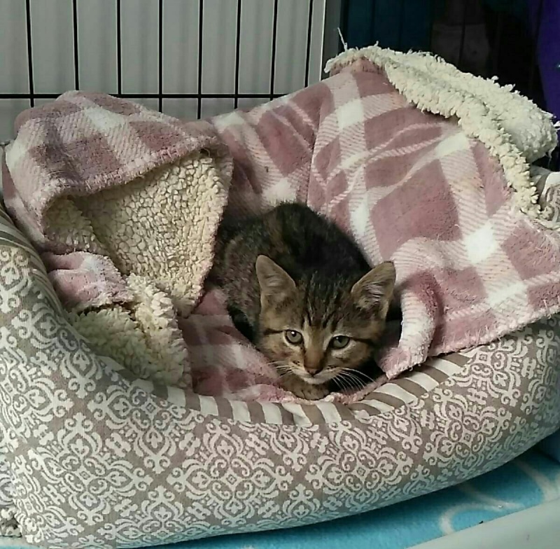 Foto Pancho