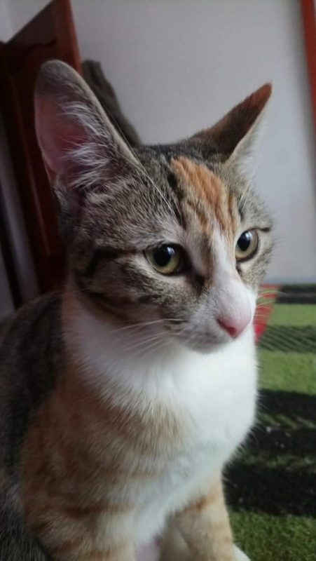 Foto Daisy
