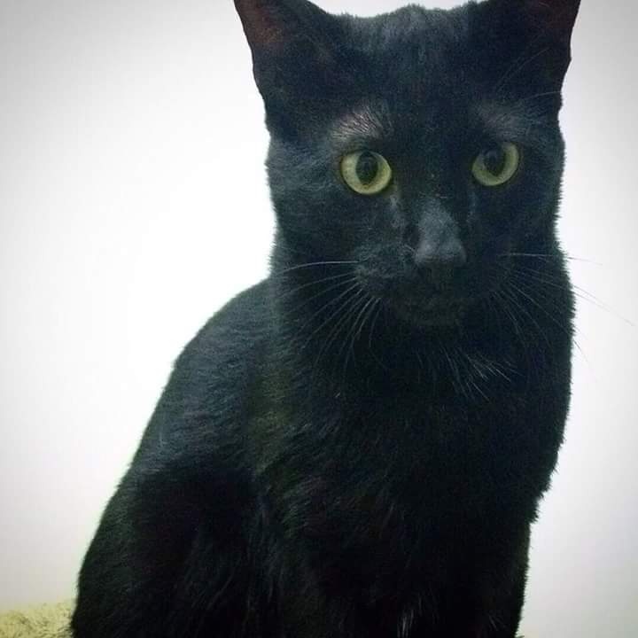 Foto Trece