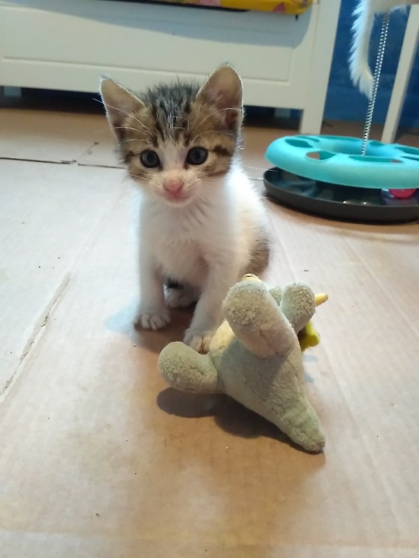 Foto Celeste