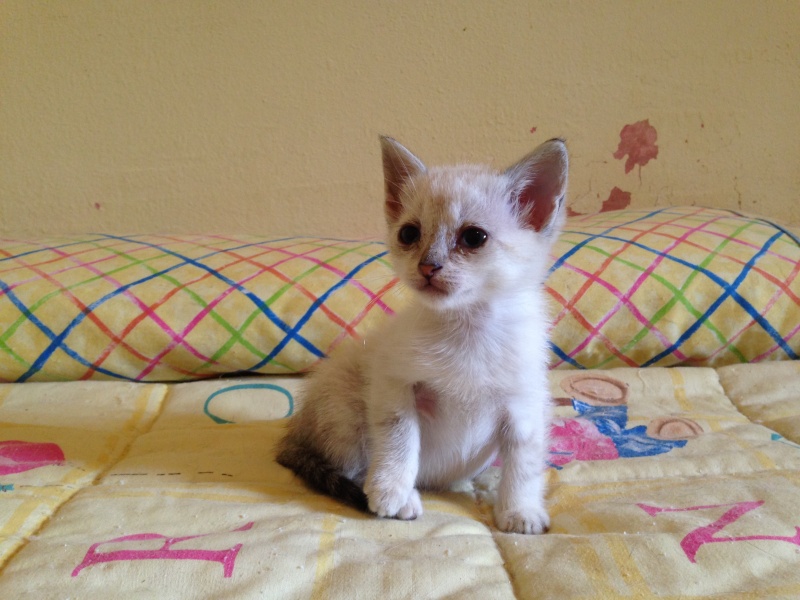 Foto Romeo
