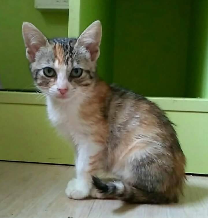 Foto Salomé