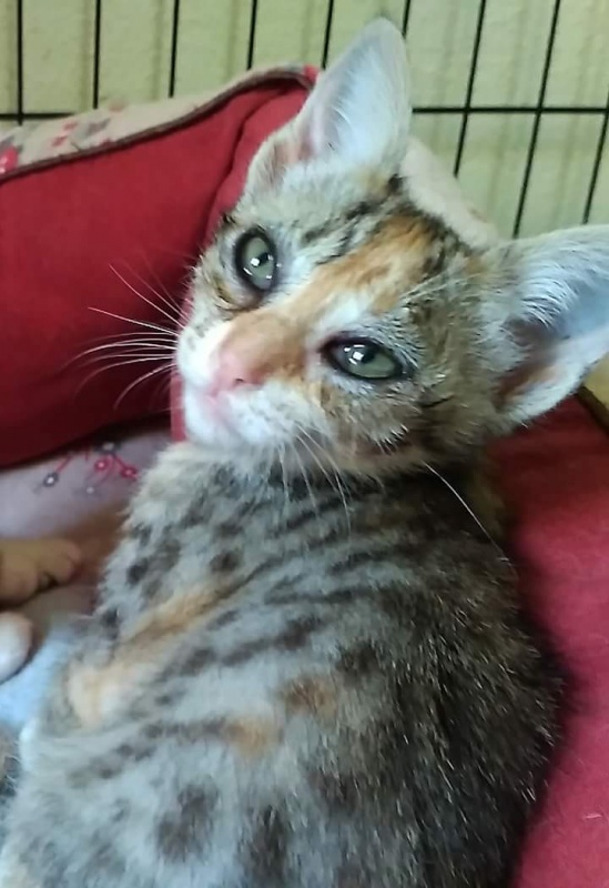 Foto Norma