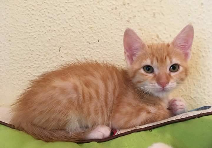 Foto Nabuca