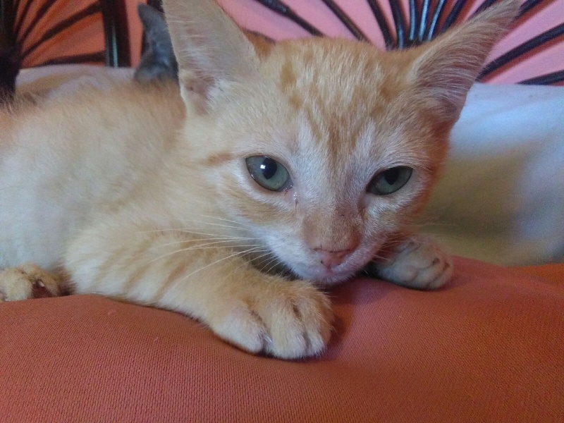 Foto Laion