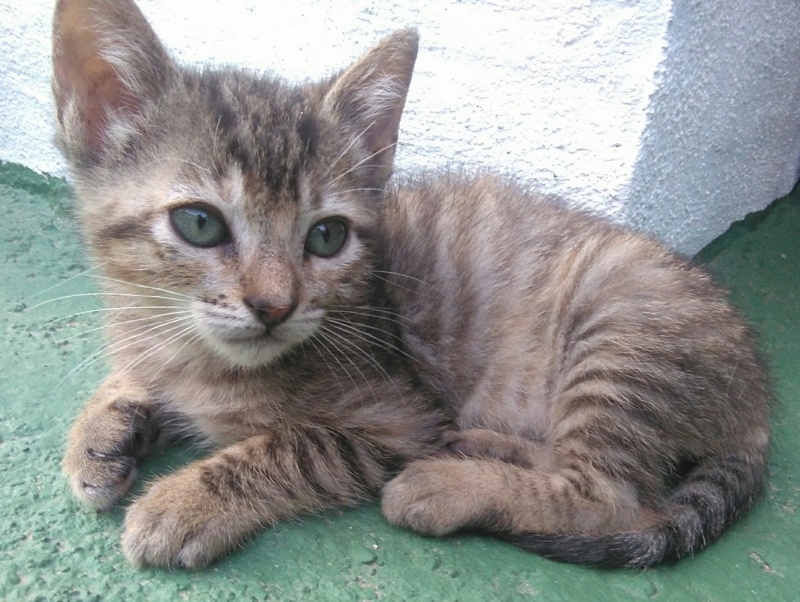 Foto Tuna