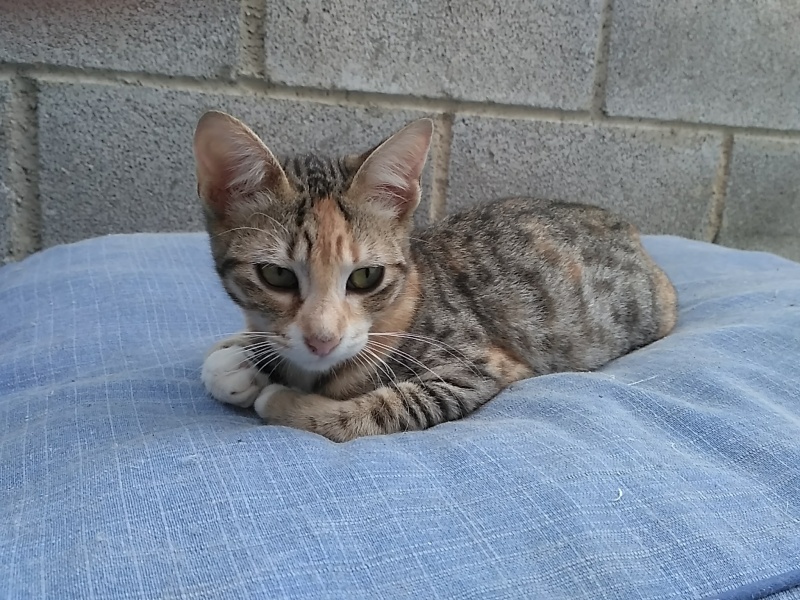 Foto Norma