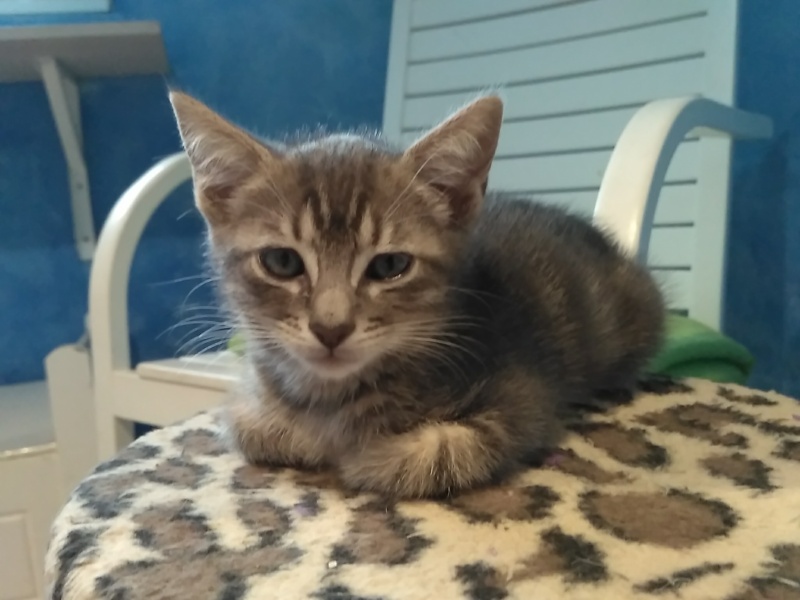 Foto Violeta