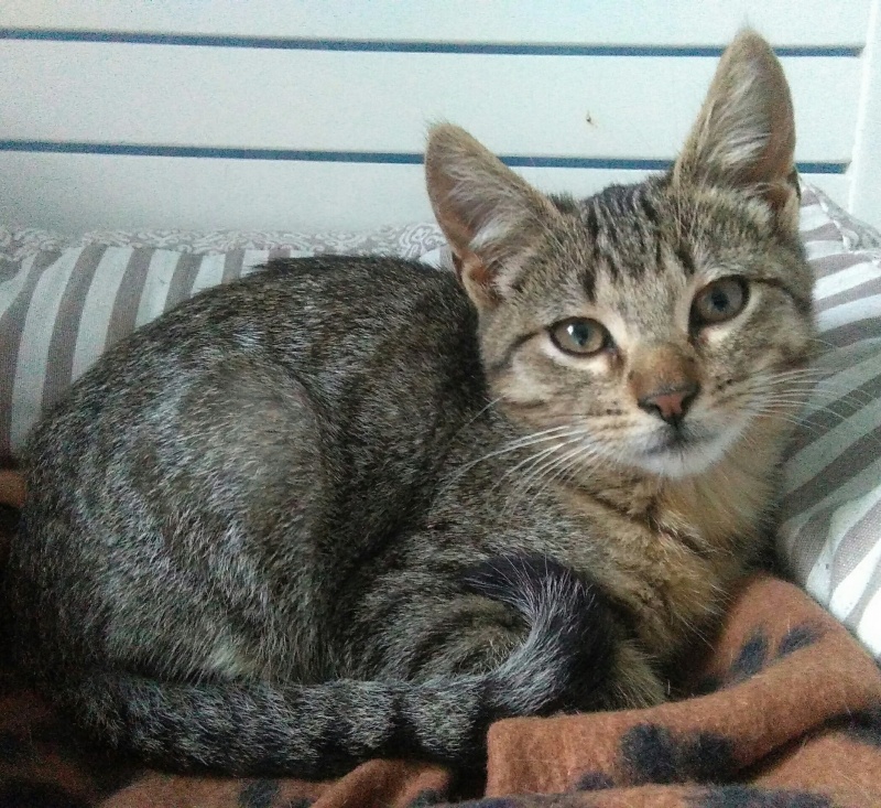 Foto Melvin