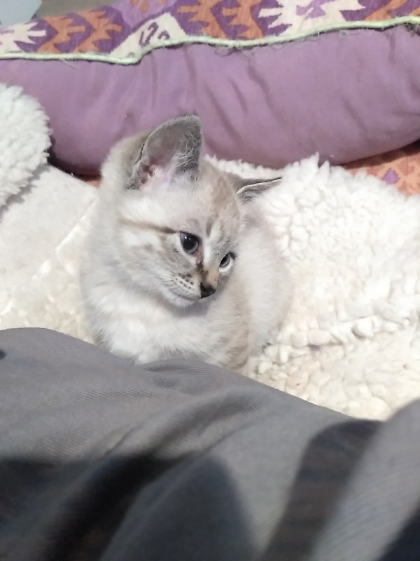 Foto Aria