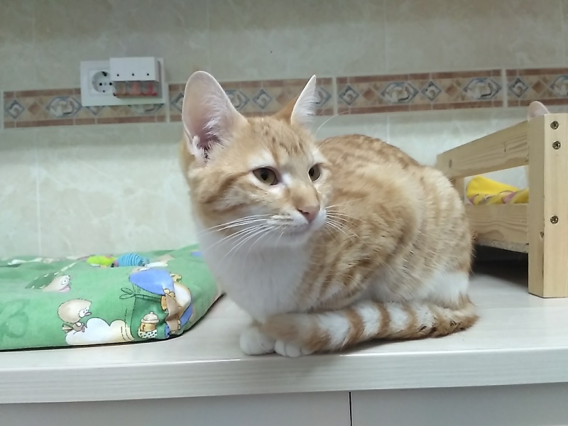 Foto Nabuca