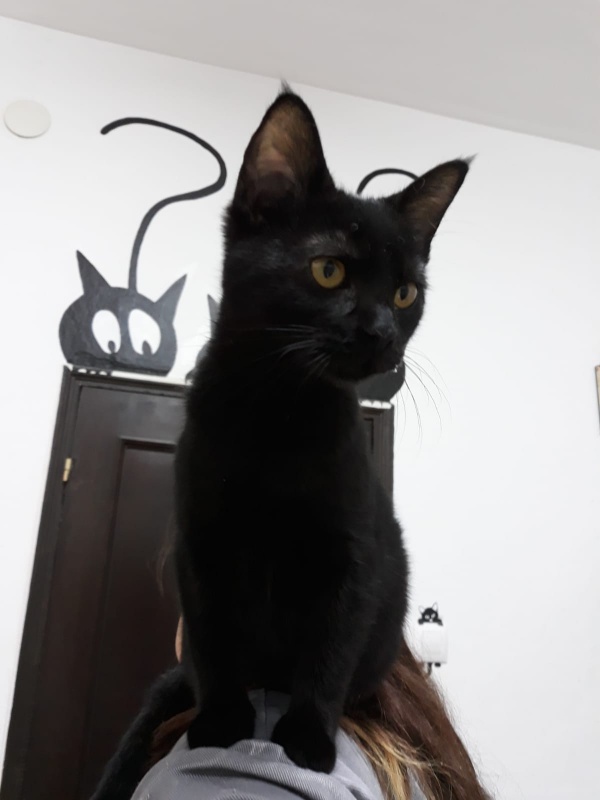 Foto Morita