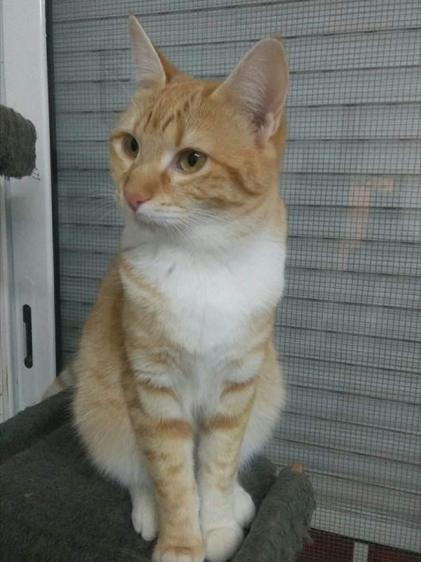 Foto Nabuca