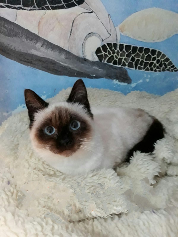 Foto Lola