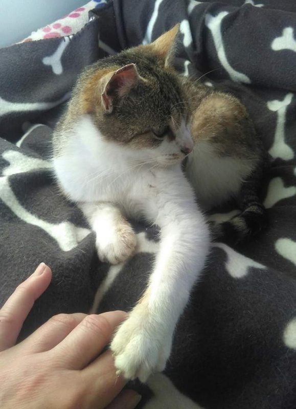 Foto Pepa Cat