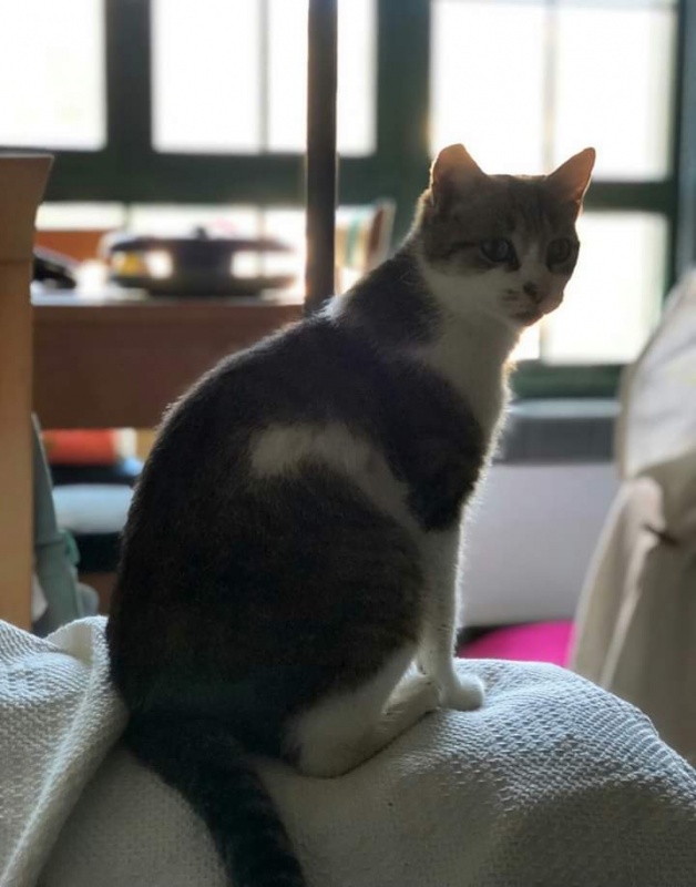 Foto Pepa Cat