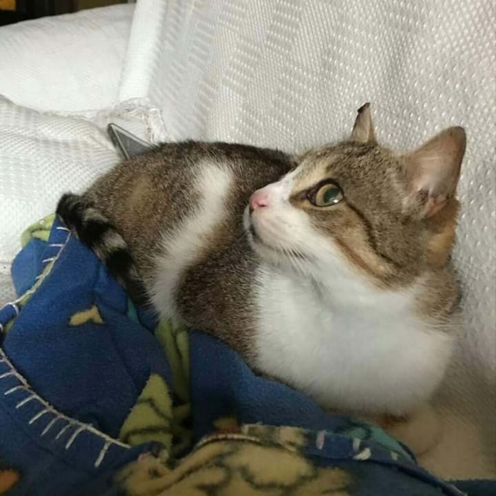 Foto Pepa Cat
