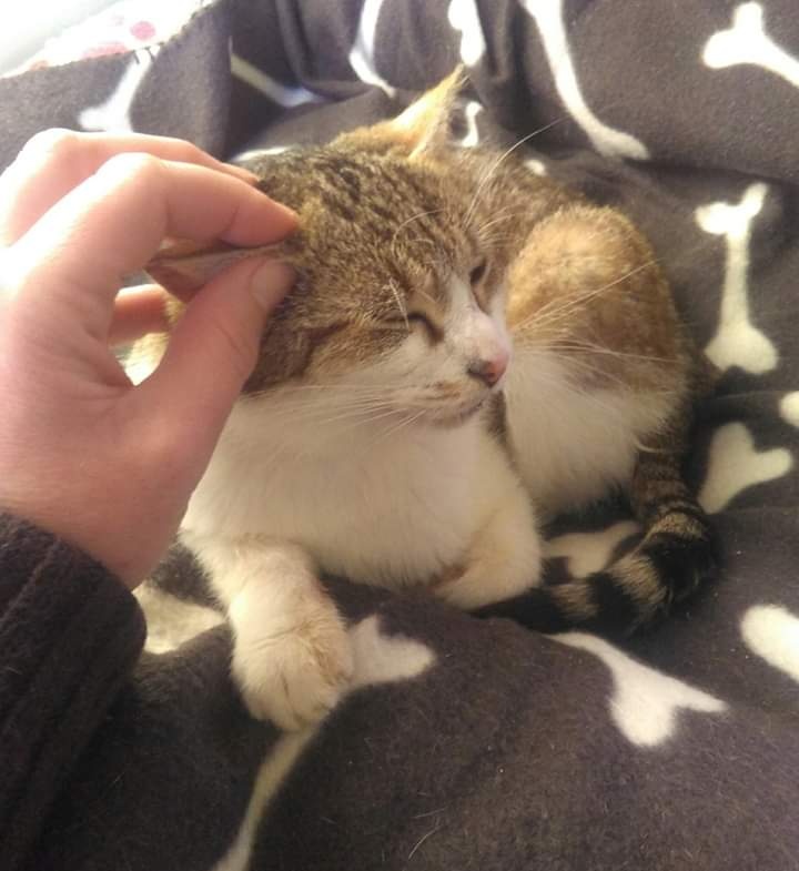 Foto Pepa Cat