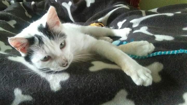 Foto Manchitas