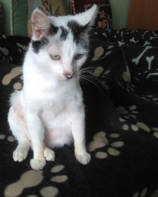 Foto Manchitas