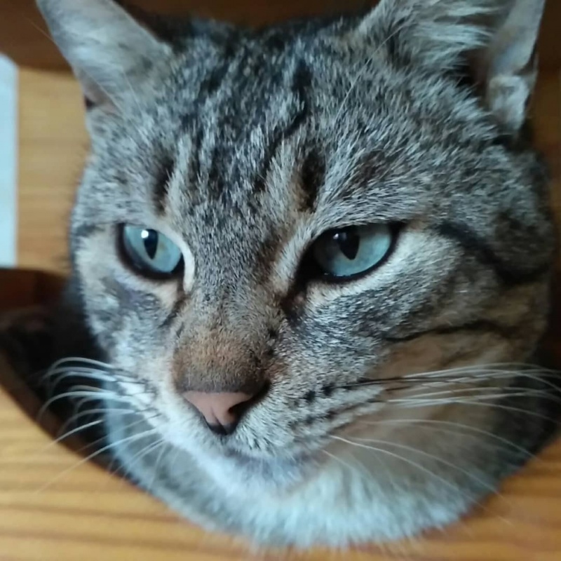 Foto Mimosín