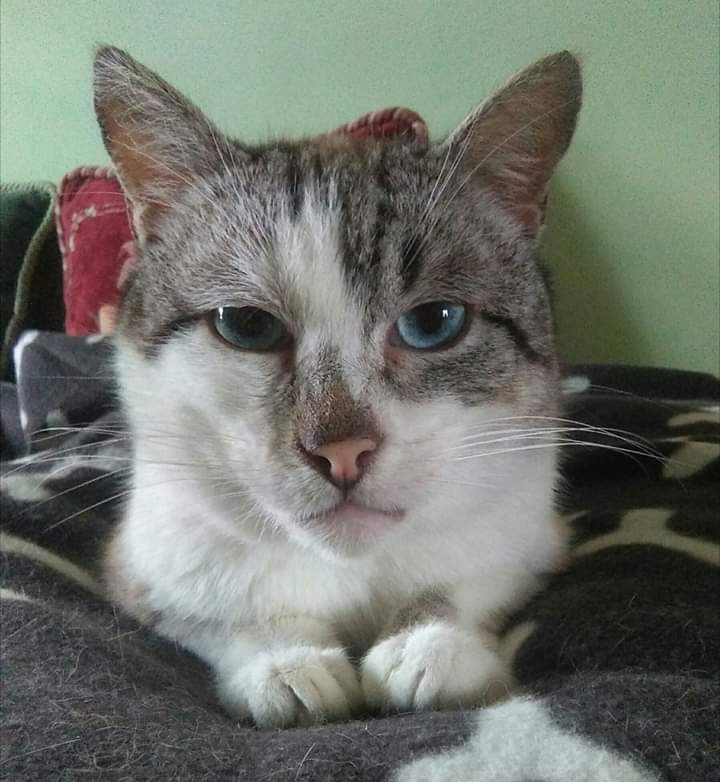 Foto Copito