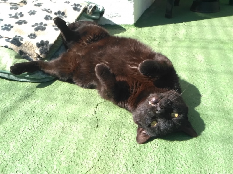 Foto Pumba