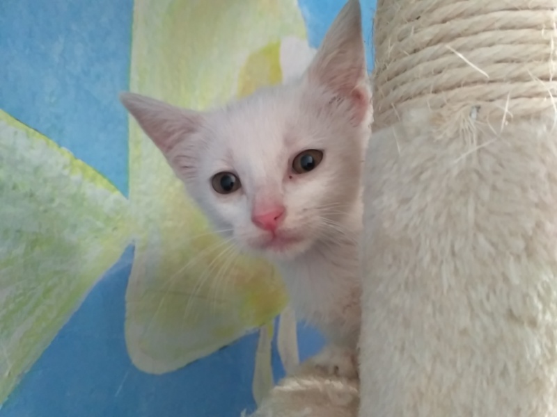 Foto Mika