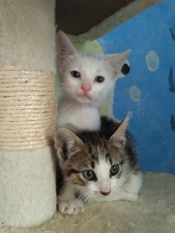 Foto Mika