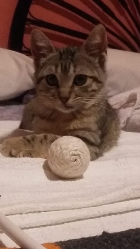 Foto Luna