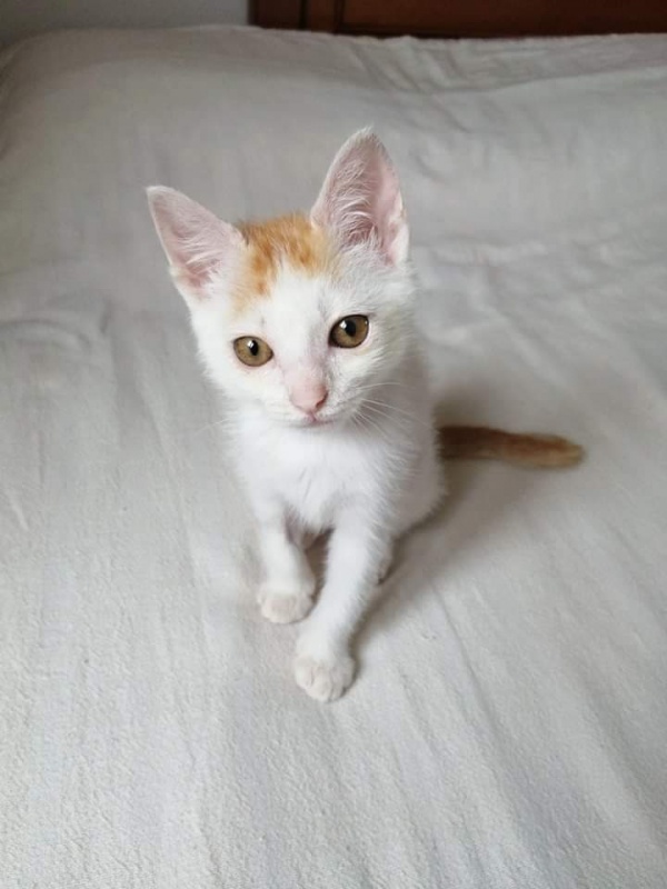 Foto Lila