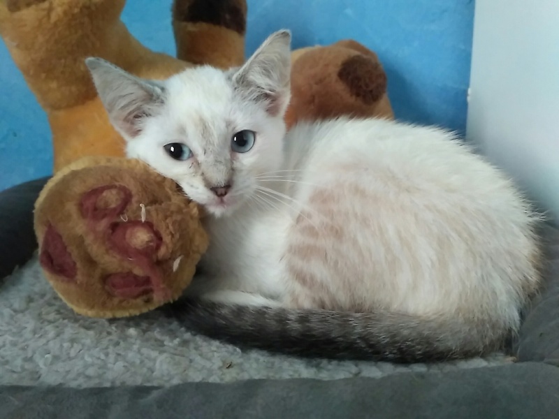 Foto Morgana