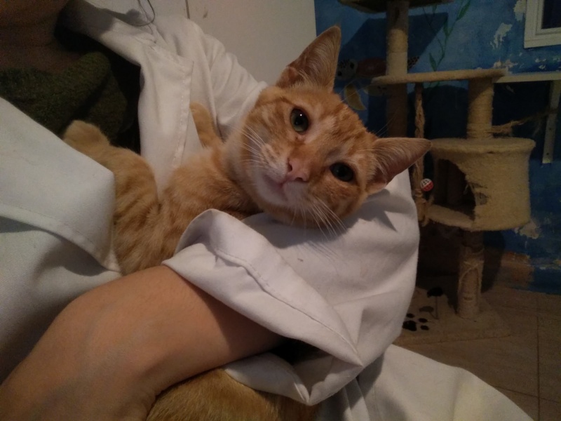 Foto Onix