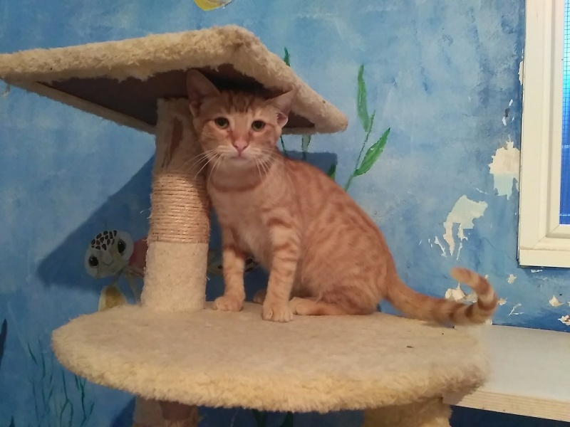 Foto Onix