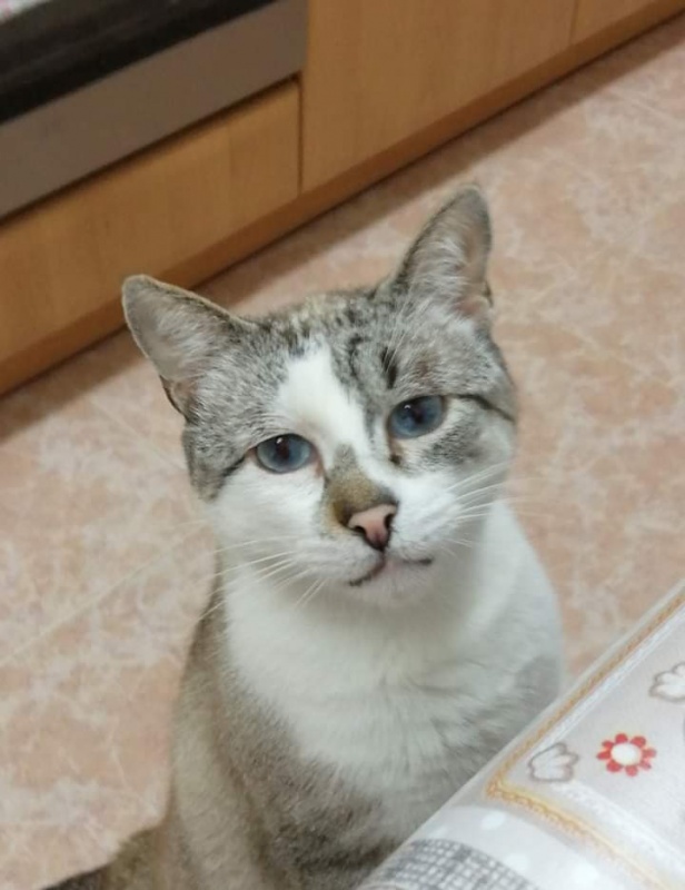 Foto Copito