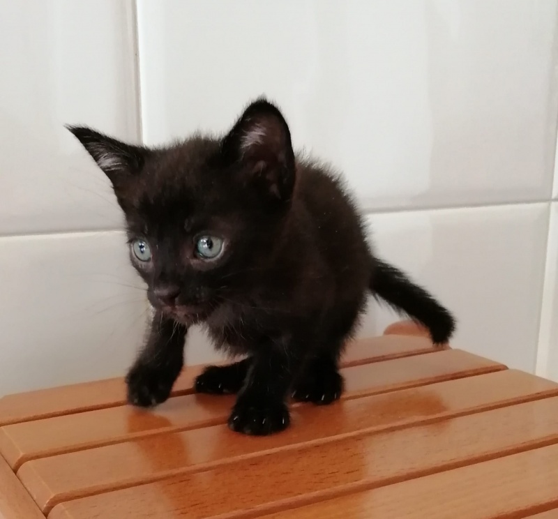 Foto Tico
