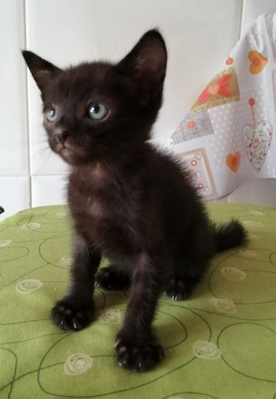 Foto Mico
