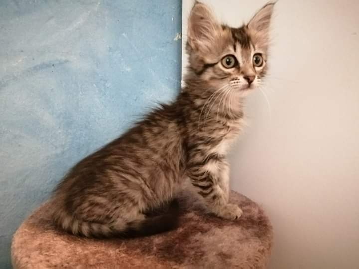 Foto Shira