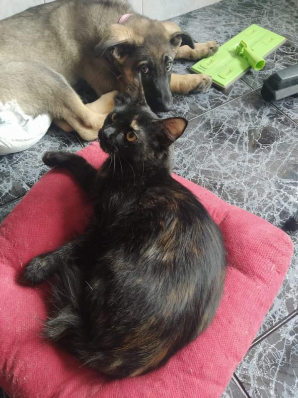 Foto Xena