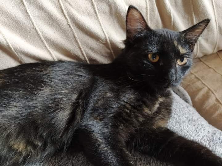 Foto Xena